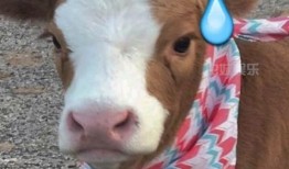 娱乐吃瓜酱出去玩,娱乐吃瓜酱带你畅游欢乐时光