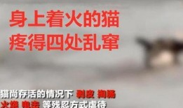 上犹学生爆料盗窃案件视频,警方全力追查